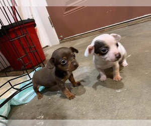 Chiweenie Puppy for sale in DEL VALLE, TX, USA