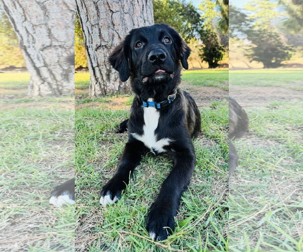 Medium Photo #4 Mutt Puppy For Sale in Marina Del Rey, CA, USA