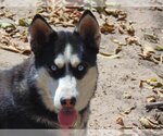 Small Photo #2 Siberian Husky Puppy For Sale in Pacific grove , CA, USA