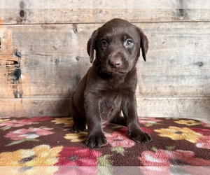 Labrador Retriever Puppy for sale in VERMONTVILLE, MI, USA