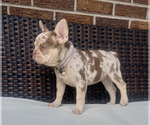 Small #2 French Bulldog