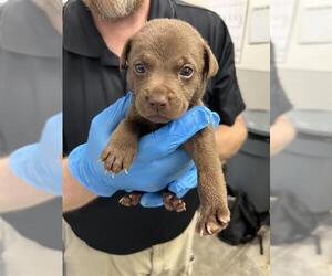 Labrador Retriever-Unknown Mix Dogs for adoption in Rosenberg, TX, USA