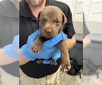 Small Labrador Retriever Mix