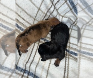 Dachshund Dog for Adoption in CHULA VISTA, California USA