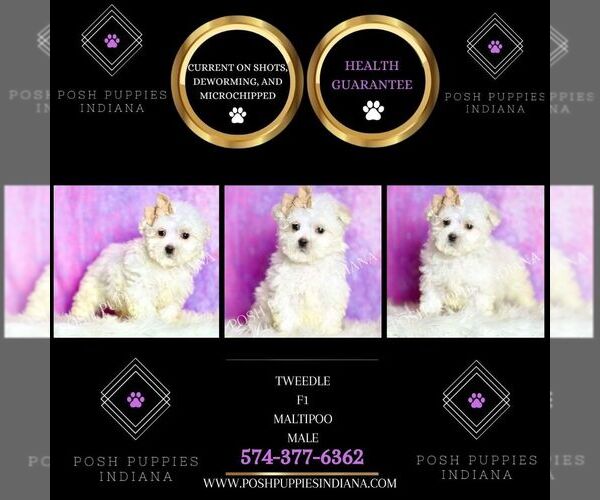 Medium Photo #56 Maltipoo (Miniature) Puppy For Sale in WARSAW, IN, USA