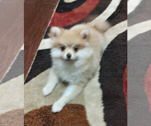 Pomeranian Puppy for Sale in CITRONELLE, Alabama USA