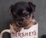 Small #1 Yorkshire Terrier