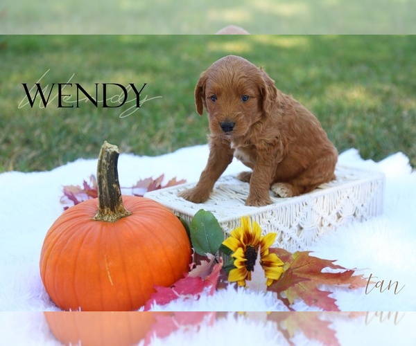 Medium Photo #1 Goldendoodle (Miniature) Puppy For Sale in PARIS, MI, USA