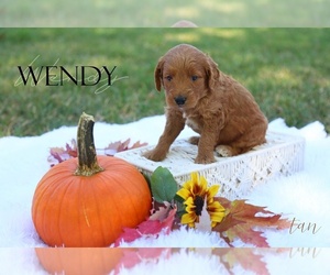 Medium Goldendoodle (Miniature)