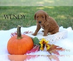 Puppy Wendy Goldendoodle (Miniature)