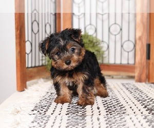 Shih Tzu Puppy for sale in NAPLES, FL, USA