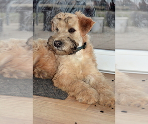 Soft Coated Wheaten Terrier Dog for Adoption in Debrecen, Hajdu-Bihar Hungary