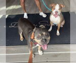 Small #3 American Pit Bull Terrier