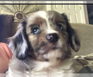 Australian Shepherd-Cavalier King Charles Spaniel Mix Puppy for sale in SALEM, OR, USA