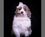 Puppy Cherry Sparkle Cavapoo (Miniature)