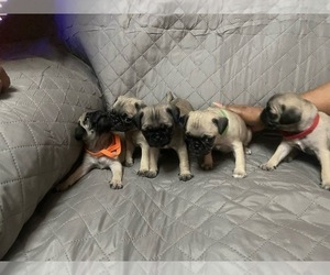 Pug Litter for sale in RIDGEWAY, SC, USA