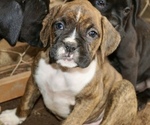 Image preview for Ad Listing. Nickname: Claire