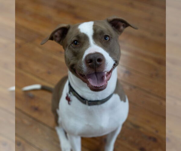 Medium Photo #6 American Pit Bull Terrier-Unknown Mix Puppy For Sale in Fargo, ND, USA