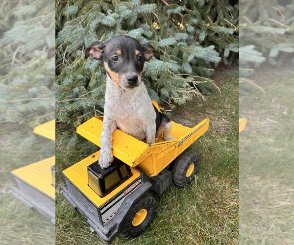 Medium Photo #4 Rat Terrier Puppy For Sale in MIDDLEBURY, IN, USA