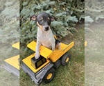 Small #3 Rat Terrier