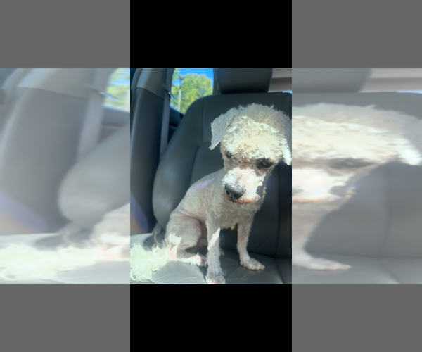 Medium Photo #3 Maltese-Unknown Mix Puppy For Sale in Mooresville, NC, USA