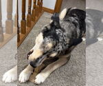Small #5 Australian Shepherd Mix
