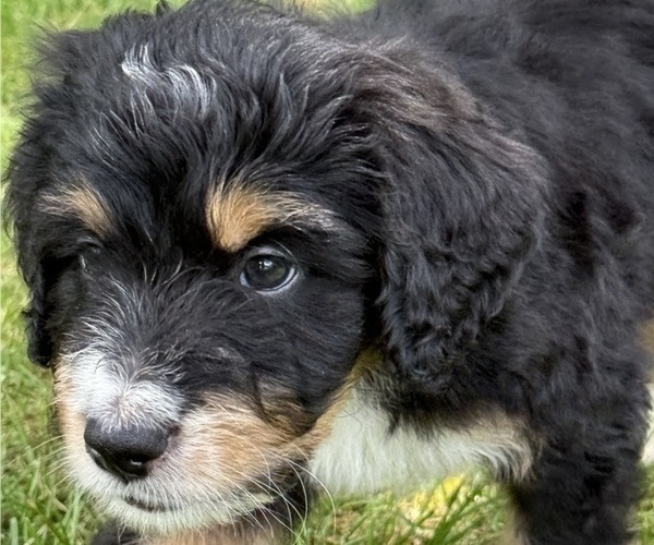 Medium Photo #4 Bernedoodle Puppy For Sale in SPRINGFIELD, OH, USA