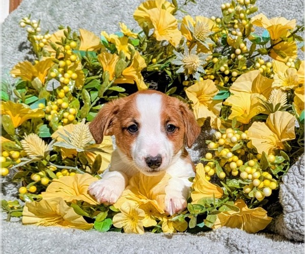 Medium Photo #1 Jack Russell Terrier Puppy For Sale in SANDOWN, NH, USA