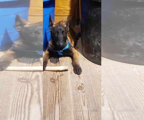 Medium Photo #2 Mutt Puppy For Sale in Imlay City, MI, USA