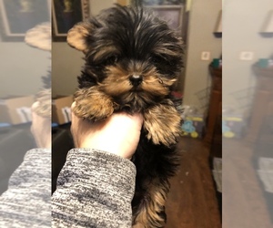 Yorkshire Terrier Puppy for sale in FORT GIBSON, OK, USA