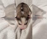 Puppy Lilac Alaskan Malamute