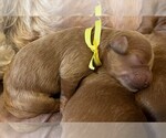 Puppy 6 Goldendoodle-Poodle (Toy) Mix