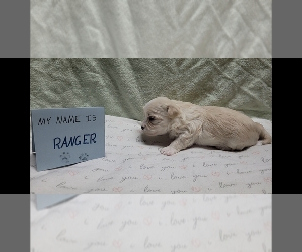 Medium Photo #15 Maltipoo (Miniature) Puppy For Sale in BROOKFIELD, MO, USA