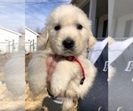 Small Photo #4 English Cream Golden Retriever Puppy For Sale in NEWVILLE, PA, USA