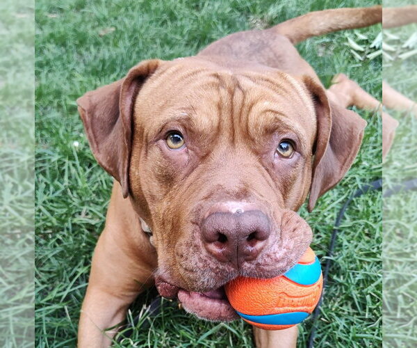 Medium Photo #4 Dogue de Bordeaux-Staffordshire Bull Terrier Mix Puppy For Sale in Minneapolis, MN, USA