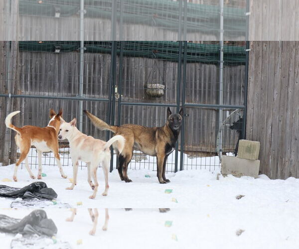 Medium Photo #18 Saluki-Whippet Mix Puppy For Sale in Sebec, ME, USA