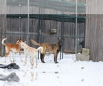 Small #17 Saluki-Whippet Mix