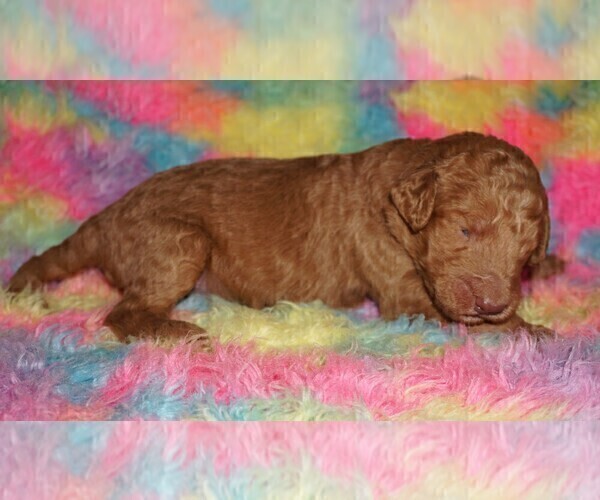 Medium Photo #7 Labradoodle Puppy For Sale in LA HABRA, CA, USA