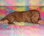 Small #6 Labradoodle