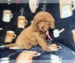 Small #4 Cavapoo