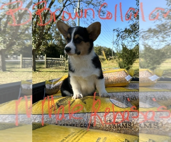 Medium Photo #3 Pembroke Welsh Corgi Puppy For Sale in FORT VALLEY, GA, USA