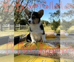 Small Photo #3 Pembroke Welsh Corgi Puppy For Sale in FORT VALLEY, GA, USA