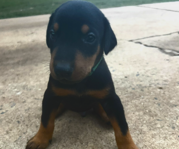 Medium Photo #1 Doberman Pinscher Puppy For Sale in GREENWOOD, SC, USA