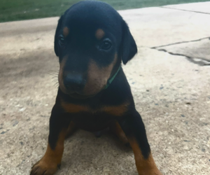 Medium Doberman Pinscher