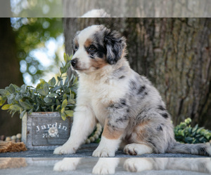 Medium Miniature Australian Shepherd