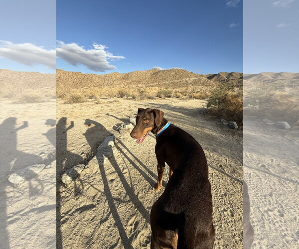 Medium Photo #3 Doberman Pinscher Puppy For Sale in Buffalo, MN, USA