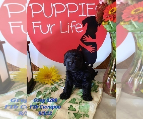 Medium Photo #2 Cavapoo Puppy For Sale in SHIPSHEWANA, IN, USA
