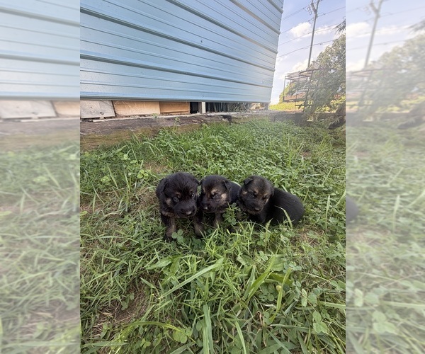 Medium Photo #2 German Shepherd Dog Puppy For Sale in MADISON, NC, USA