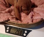 Small Photo #10 Vizsla Puppy For Sale in SYLVA, NC, USA