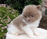 Small #7 Pomeranian